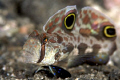   Twin Spot Goby taken Lembeh 100mm 15 Tele  